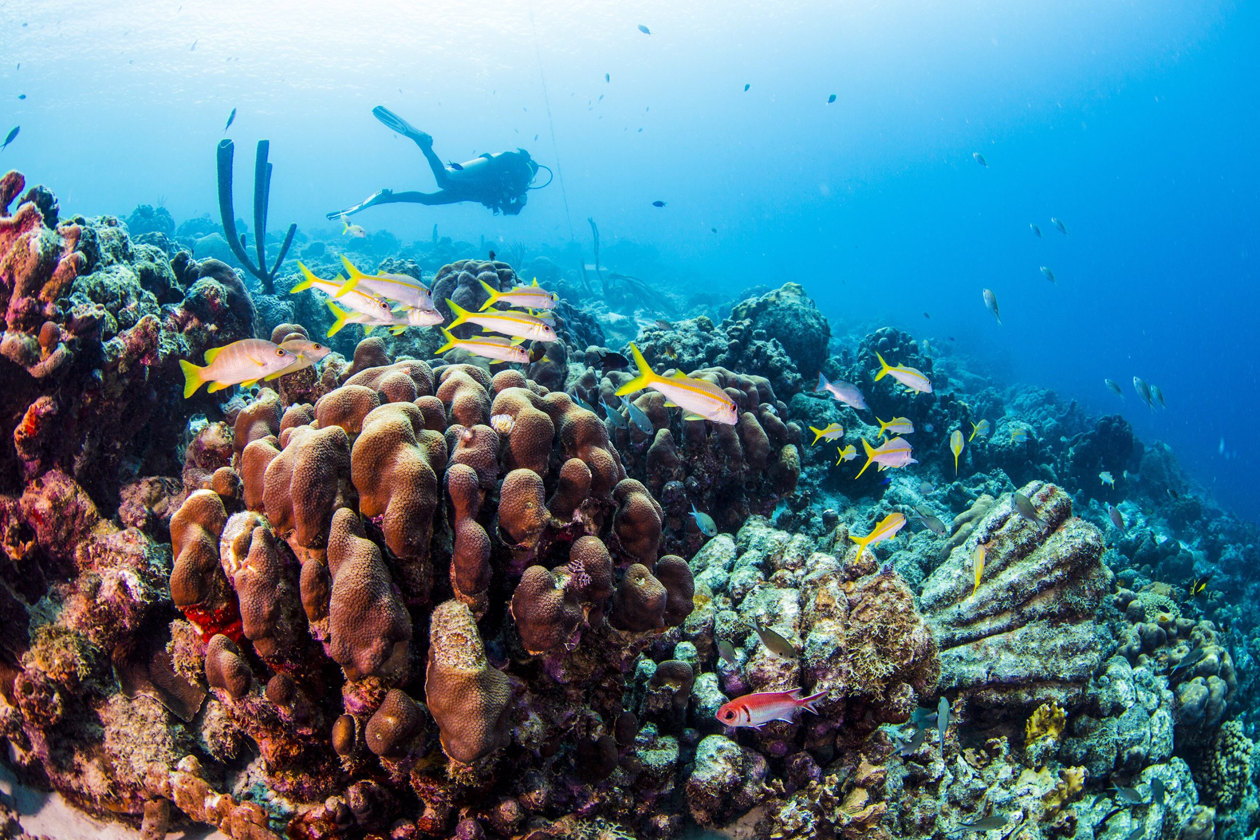 underwater life Nha Trang