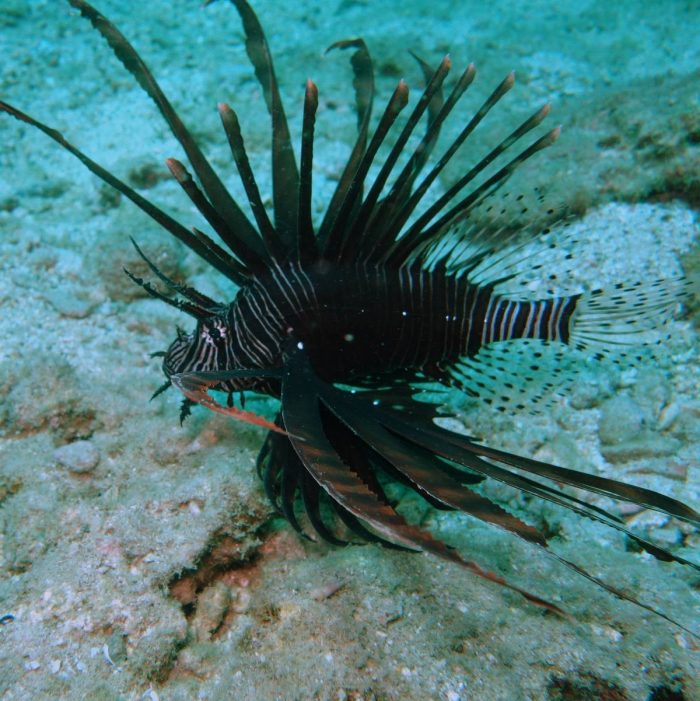 Lionfish, Hon Mun island, Nha Trang