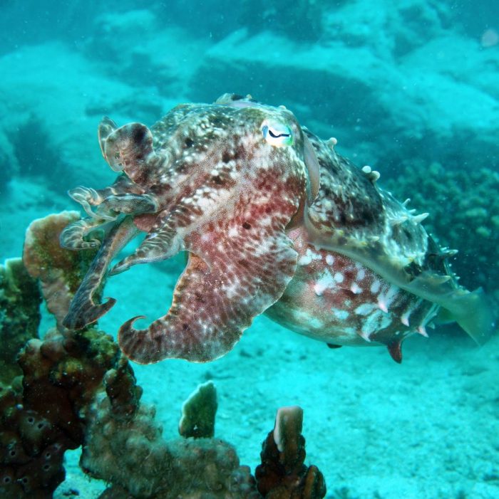 cuttlefish, Mun island, Nha trang