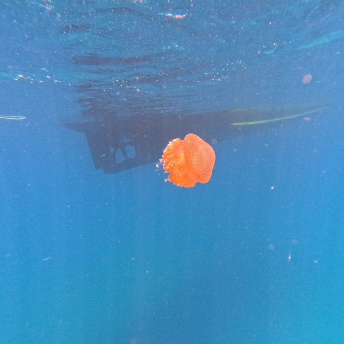 jellyfish Hon Mun island, Nha Trang