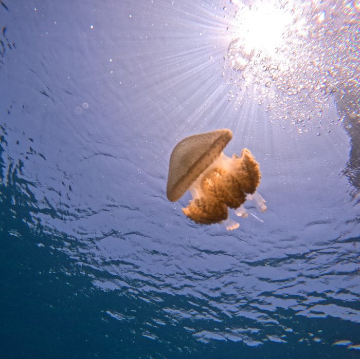 jellyfish island Mun, Nha trang