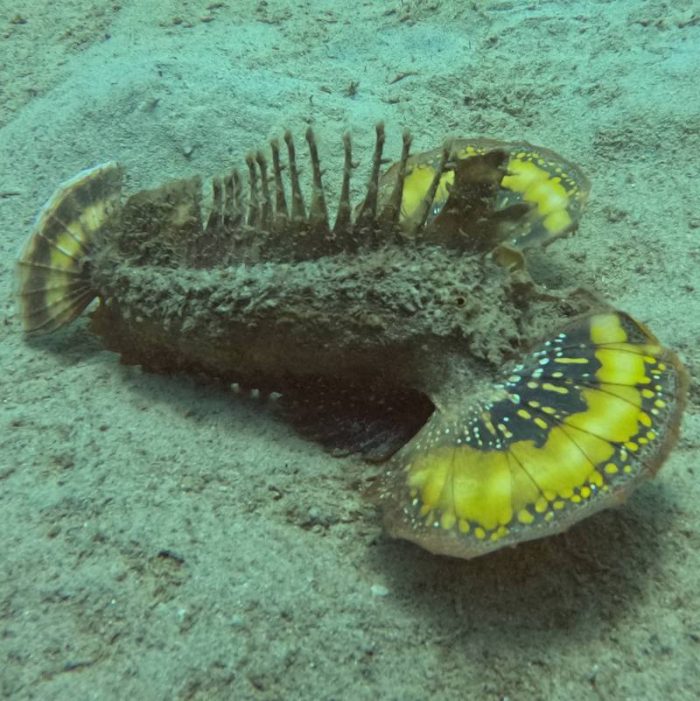 scorpion fish, Dam Bay, island Hon Tre, Nha Trang bay