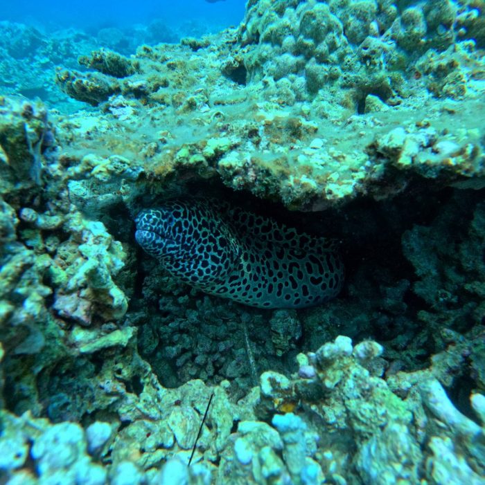 moray eel, underwater life Vietnam. Nha trang