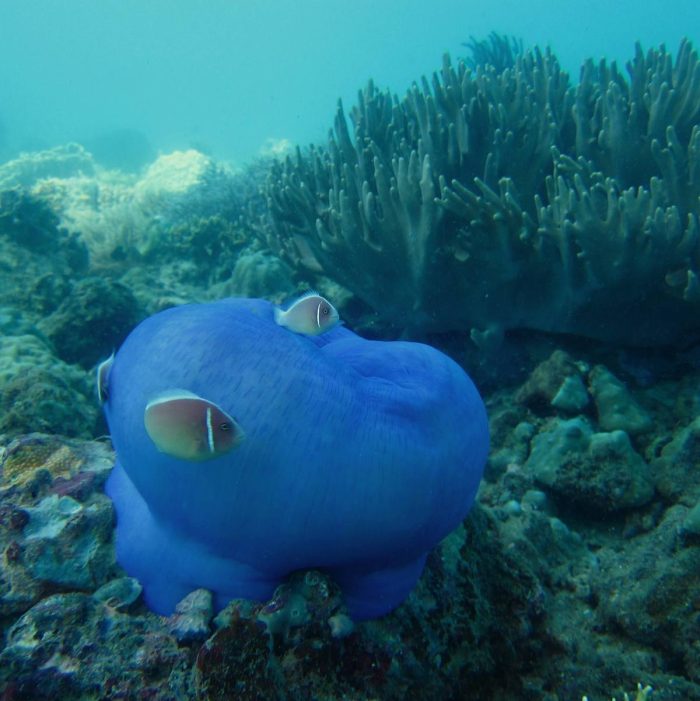 Anemone fish, Nha Trang, snorkeling