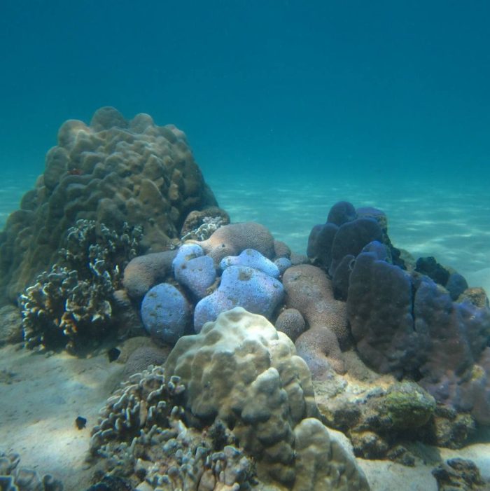 Coral reef, Hon Mun