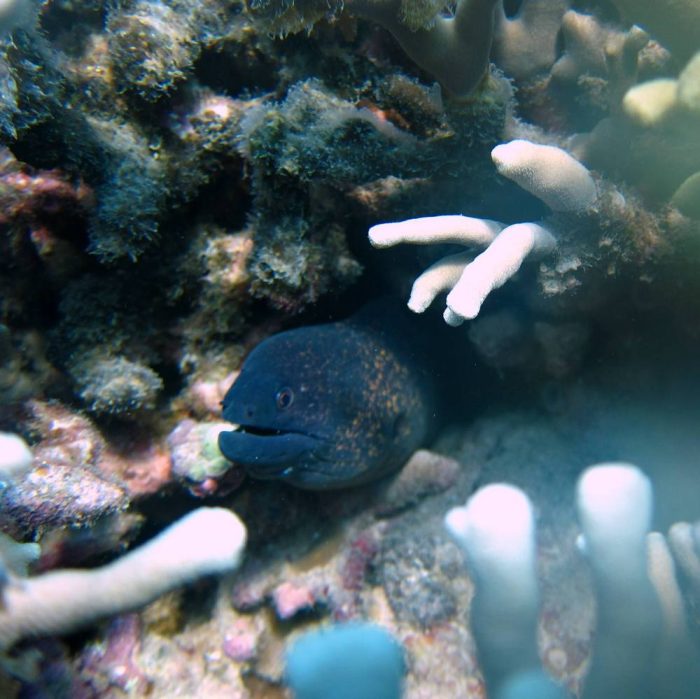 moray eel, underwater life Vietnam. Nha trang trang