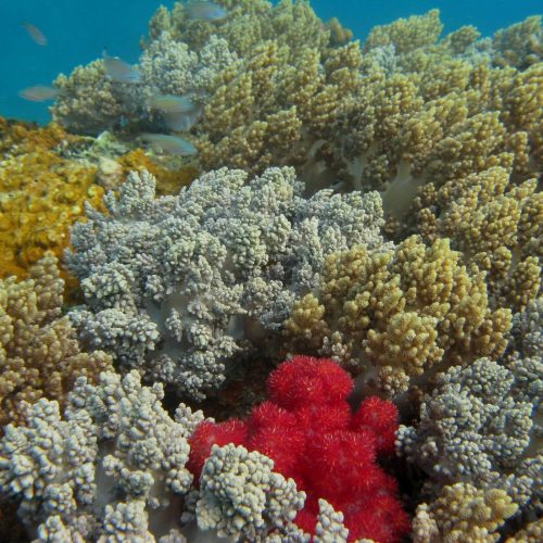 Snorkeling, Nha Trang, Hon Tre